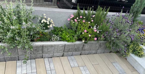 花壇が満開🌹